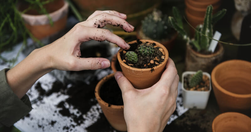 Se espera que la ecología entre en el curriculo escolar